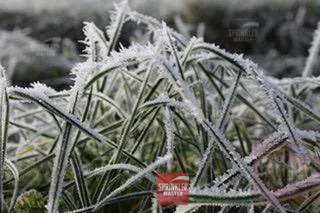 Frost coating grass blades.